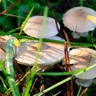 Wie heißt dieser Pilz?