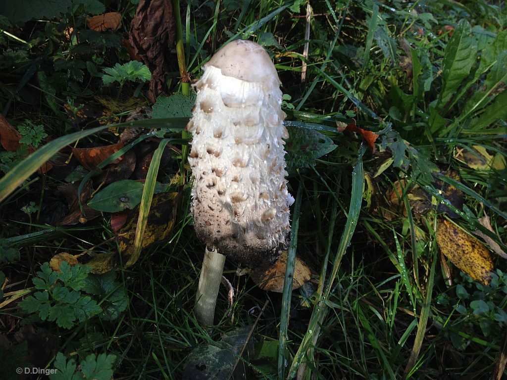 Wie heißt dieser Pilz?