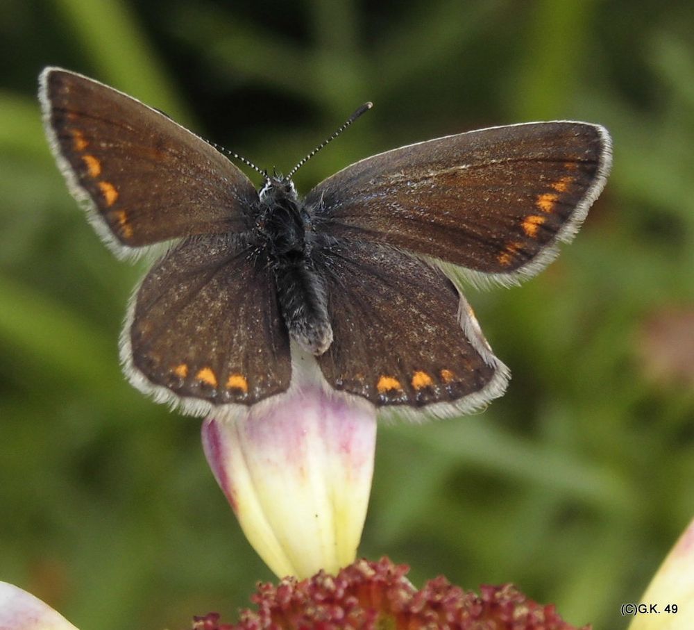 Wie heißt dieser Schmetterling ?