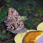 Wie heißt dieser Schmetterling?