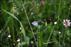 Wie heißt dieser schöne Schmetterling?