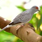 Wie heißt dieser Vogel? (2) Diamanttaube (Geopelia cuneata), aus Australien.