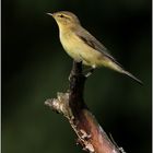 Wie heißt dieser Vogel?