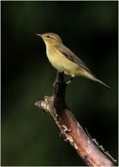 Wie heißt dieser Vogel?