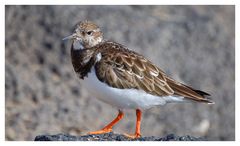 Wie heißt dieser Vogel ?