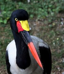 Wie heisst dieser Vogel ?