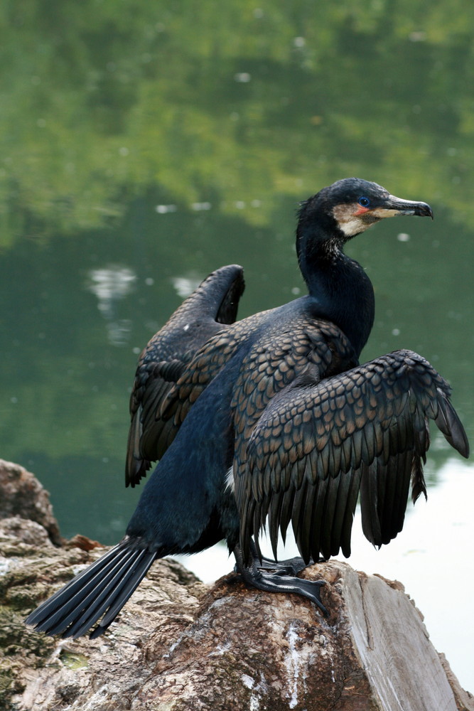 Wie heißt dieser Vogel bloß?