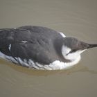 Wie heißt dieser Vogel?? Ist identifiziert-Trottellumme