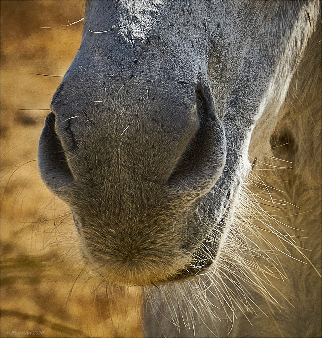 Wie heißt dieses Pferd ?