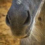 Wie heißt dieses Pferd ?