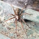 Wie heißt dieses Prachtexemplar ? Winkelspinne?