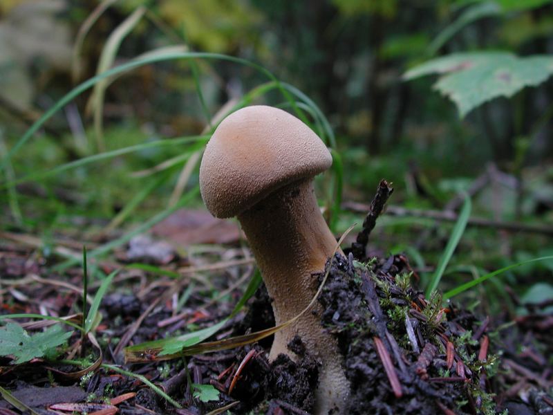 Wie heißt er doch gleich....der Pilz?