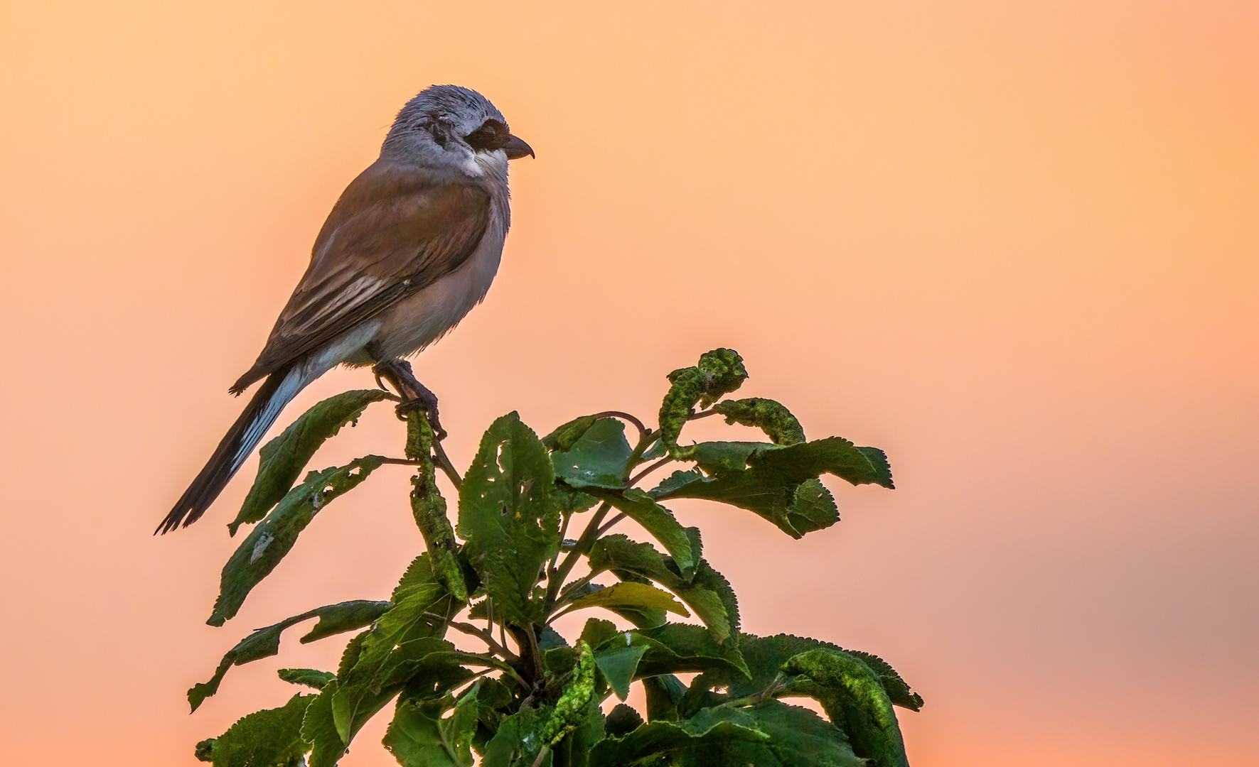 Wie heißt es doch "DER FRÜHE VOGEL ......"