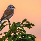 Wie heißt es doch "DER FRÜHE VOGEL ......"