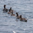 Wie heißt Gänsemarsch auf dem Wasser?