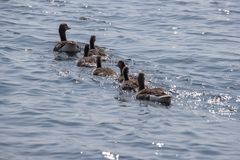 Wie heißt Gänsemarsch auf dem Wasser?