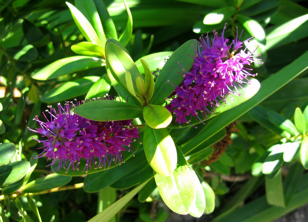 Wie heisst nur diese Blume?