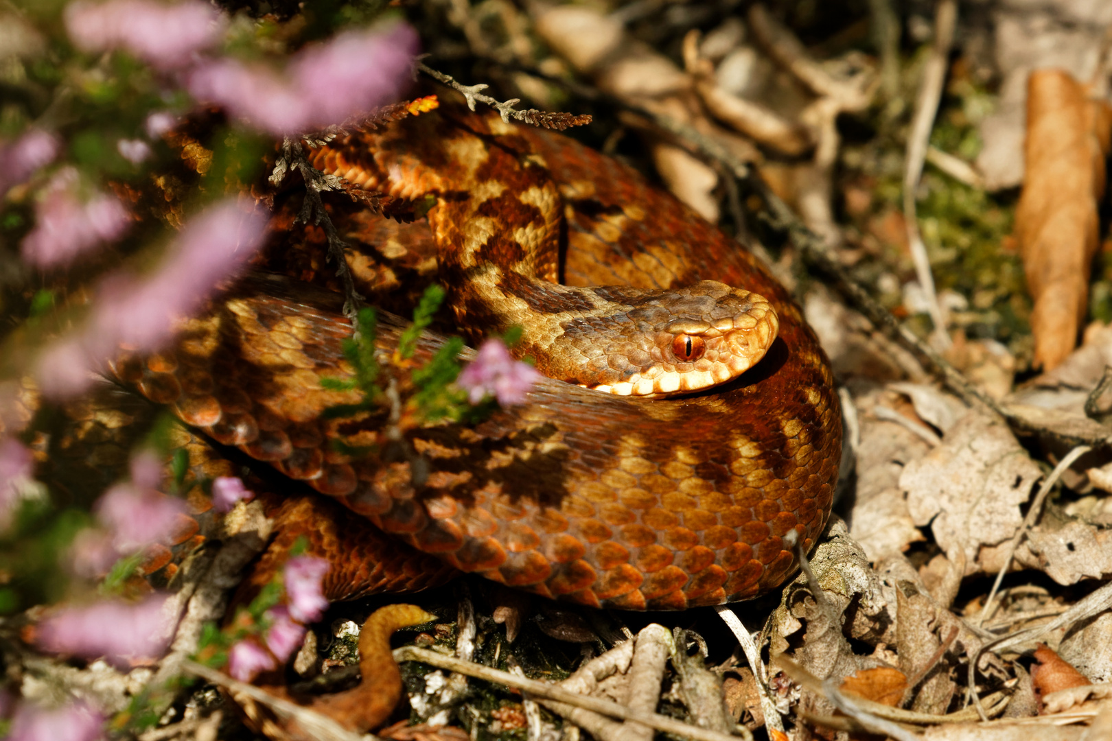  Wie heißt sie denn? " Heidi" die  Kreuzotter  (Vipera berus) i