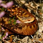  Wie heißt sie denn? " Heidi" die  Kreuzotter  (Vipera berus) i