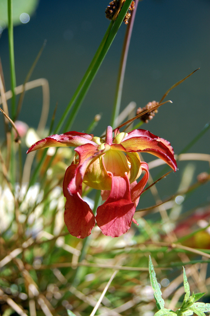 Wie heist diese Blume