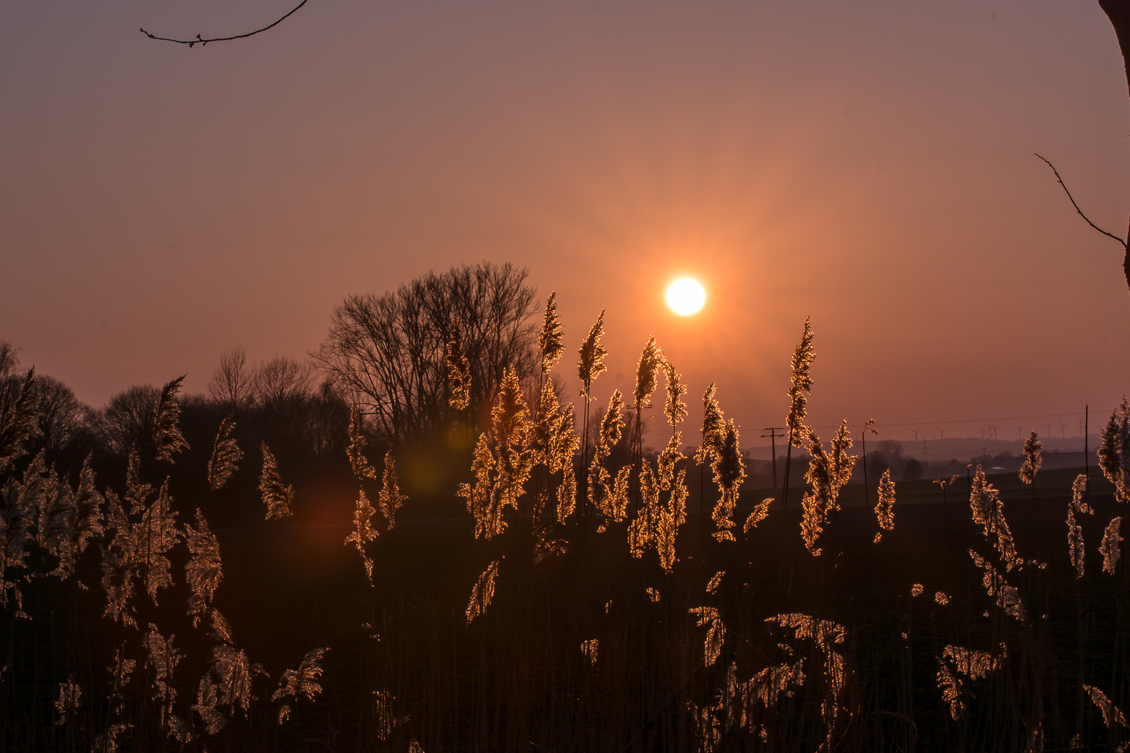 Wie herrlich golden das Schilf im Sonnenuntergang glänzt