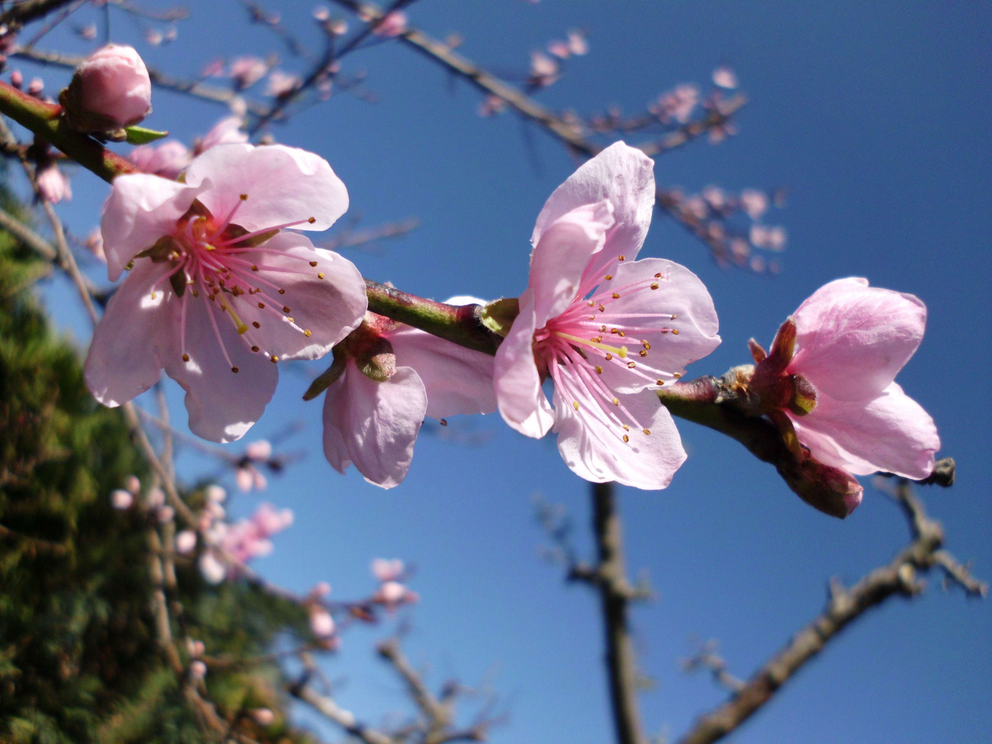 Wie herrlich leuchtet die Natur im Frühling!