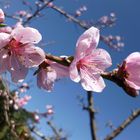 Wie herrlich leuchtet die Natur im Frühling!