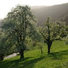 Wie herrlich leuchtet mir die Natur