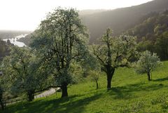 Wie herrlich leuchtet mir die Natur