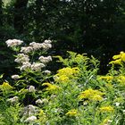 Wie herrlich leuchtet mir die Natur