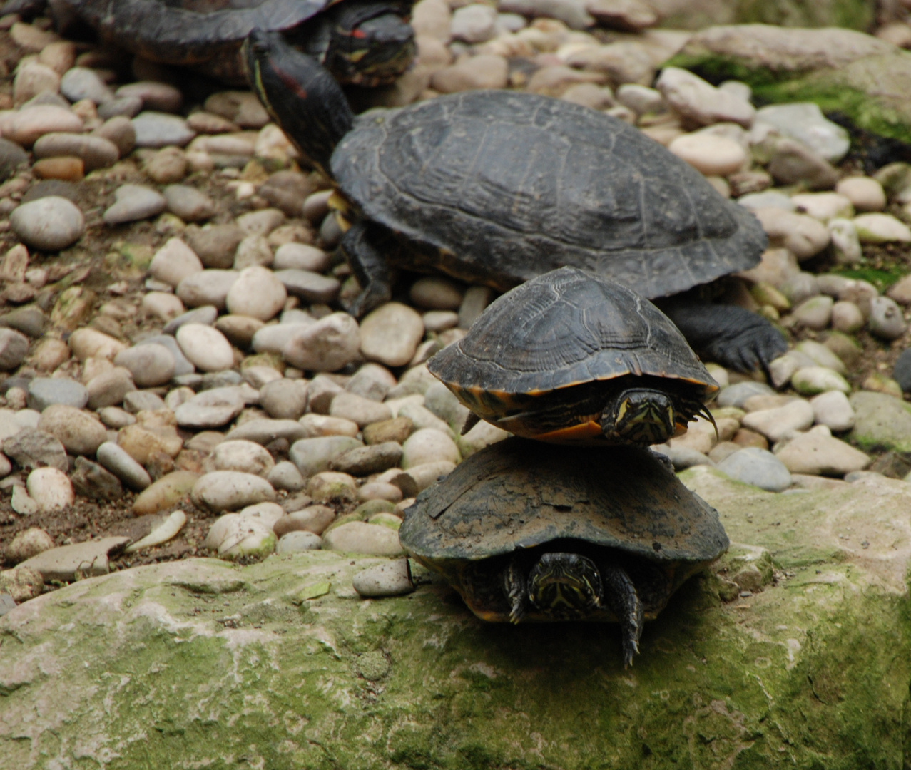 Wie hoch lassen sich Schildkröten stapeln?