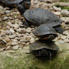Wie hoch lassen sich Schildkröten stapeln?