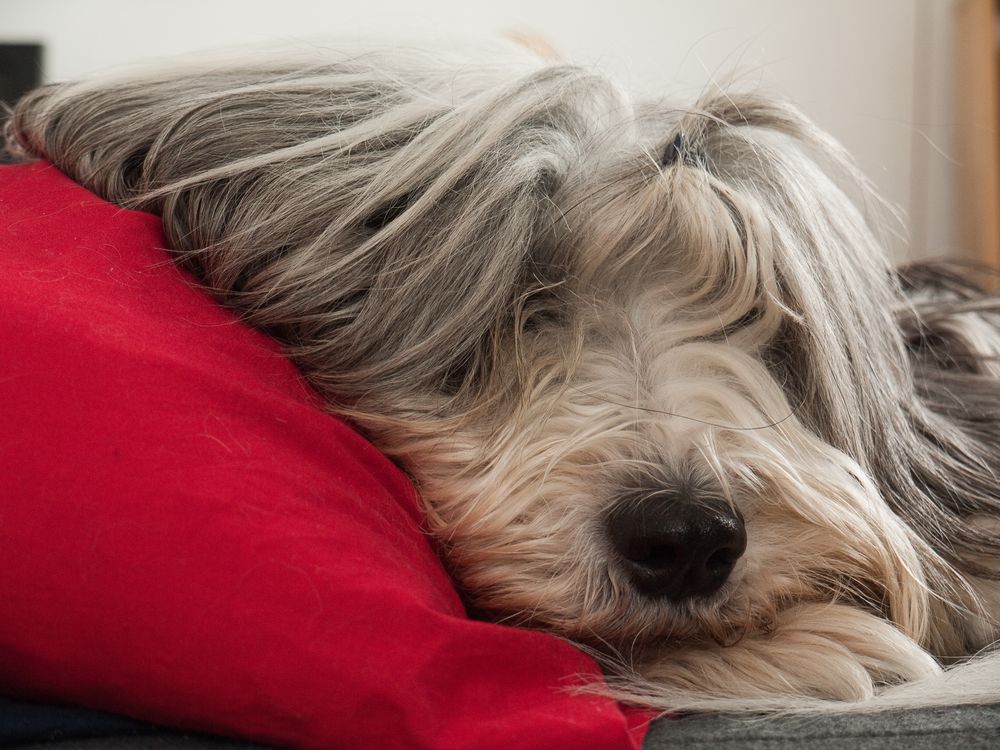 Wie Hund sich bettet ...