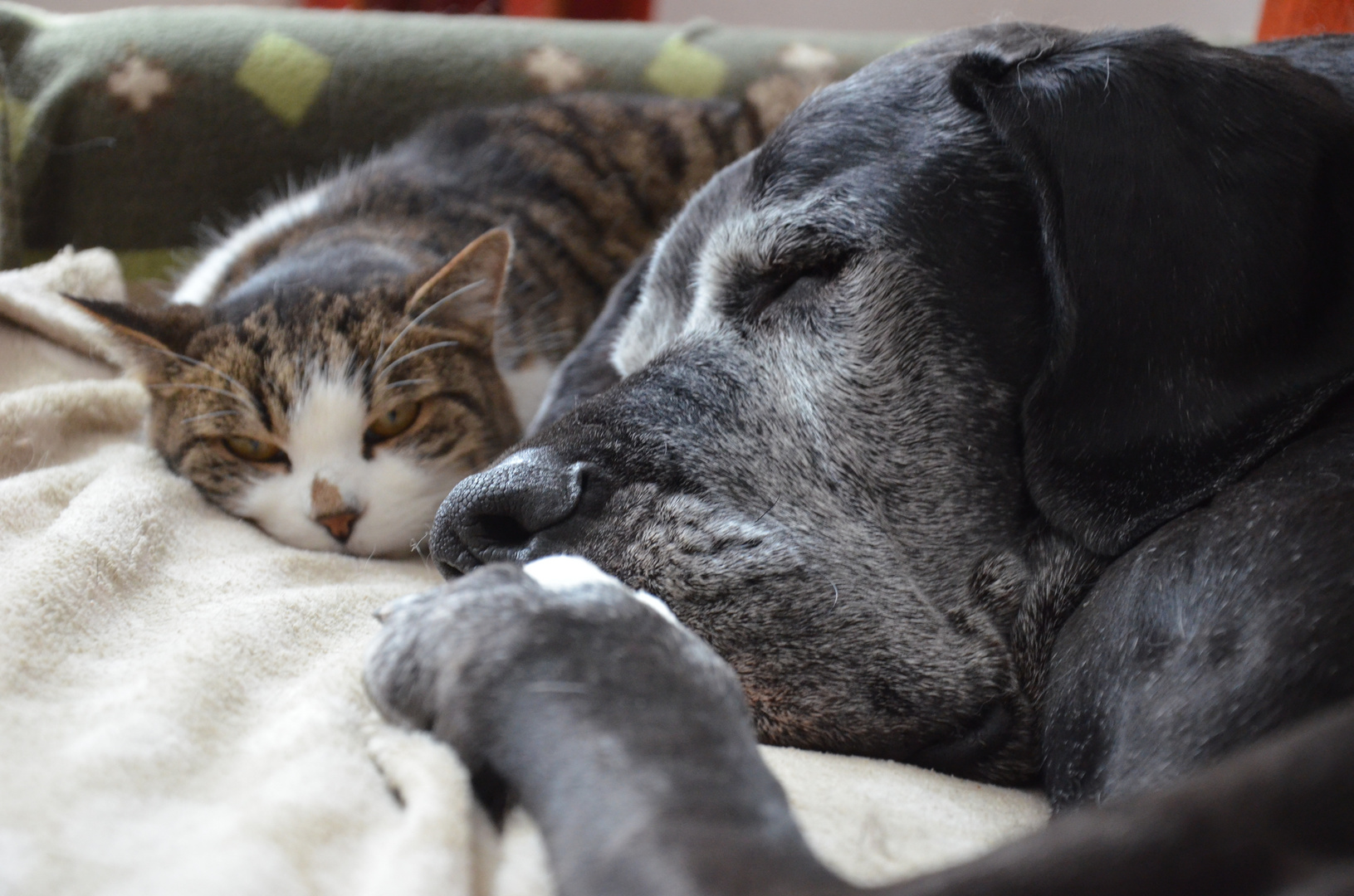 wie Hund und Katz