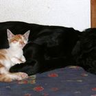 Wie Hund und Katz