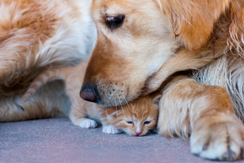 Wie Hund und Katz Foto &amp; Bild monatswettbewerbe natur, 03 katz und