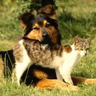 Wie Hund und Katz