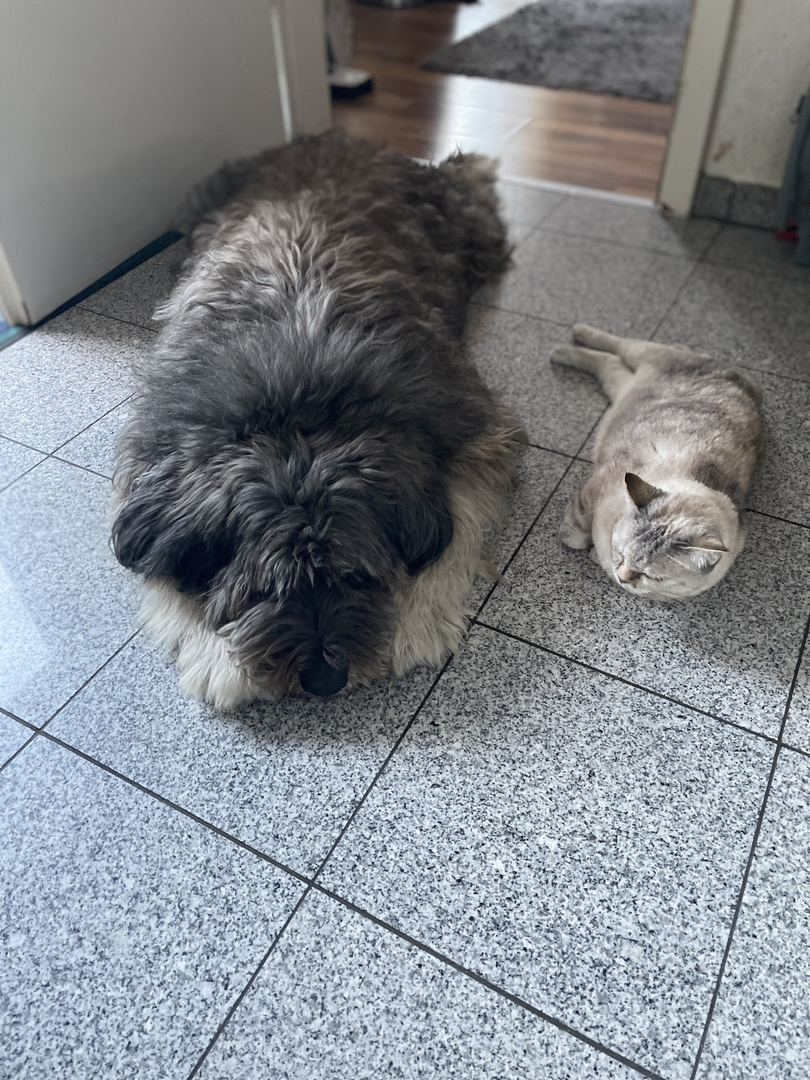 Wie Hund und Katz