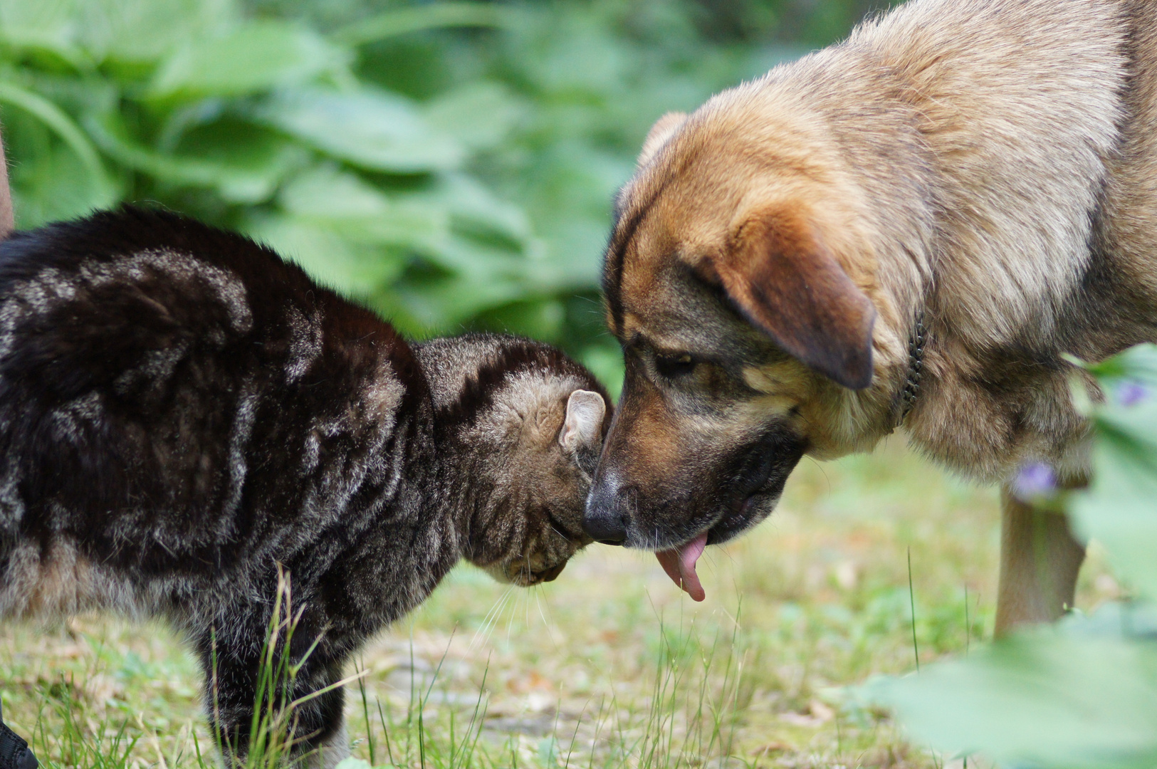 Wie Hund und Katz