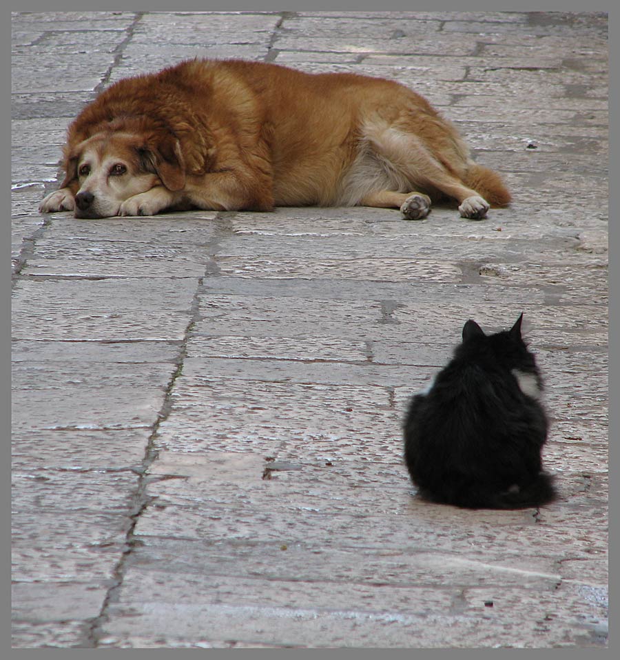 (Wie) Hund und Katz