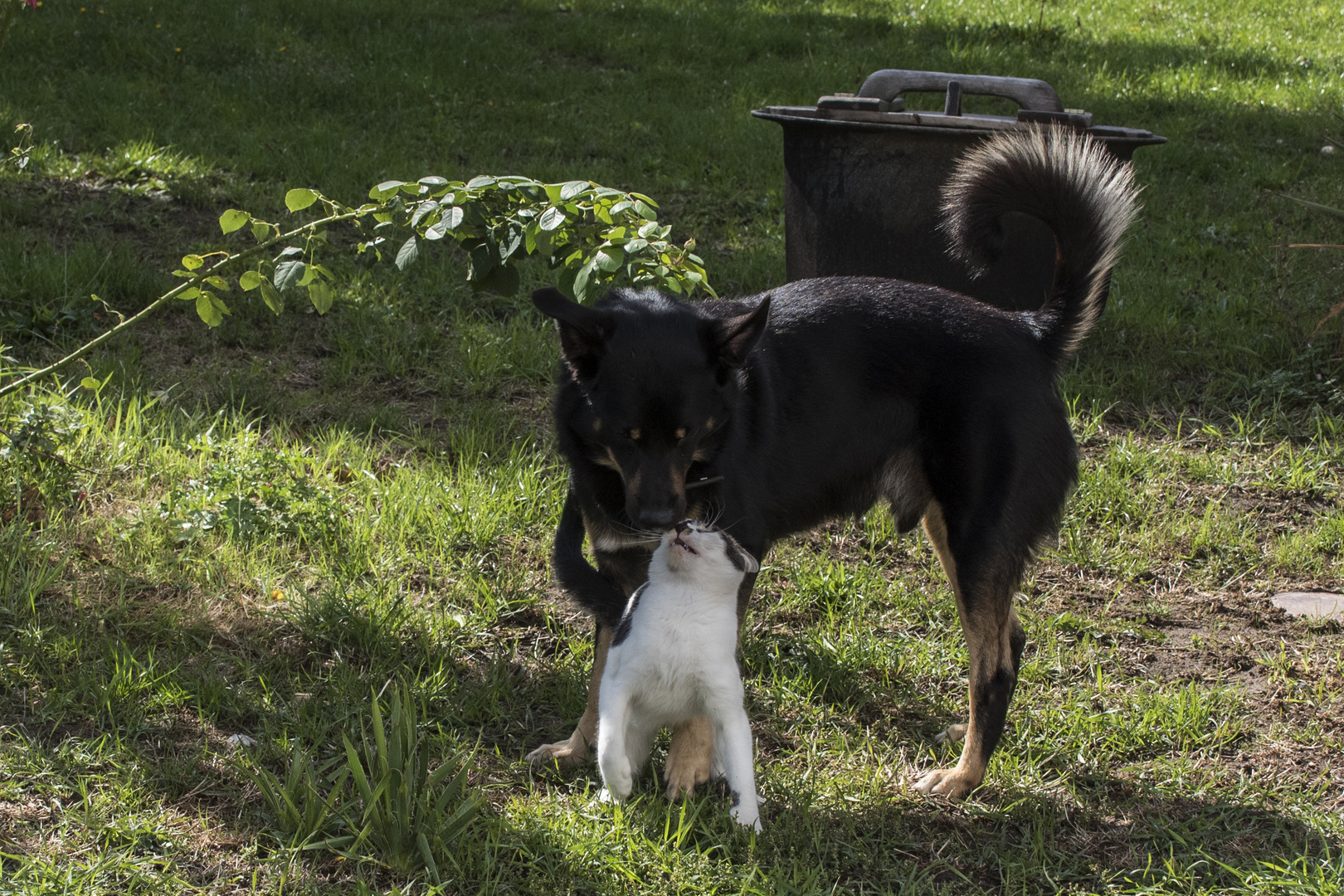 Wie Hund und Katz... (II)