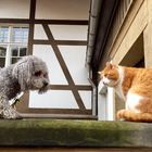 wie Hund und Katz, oder Freunde?