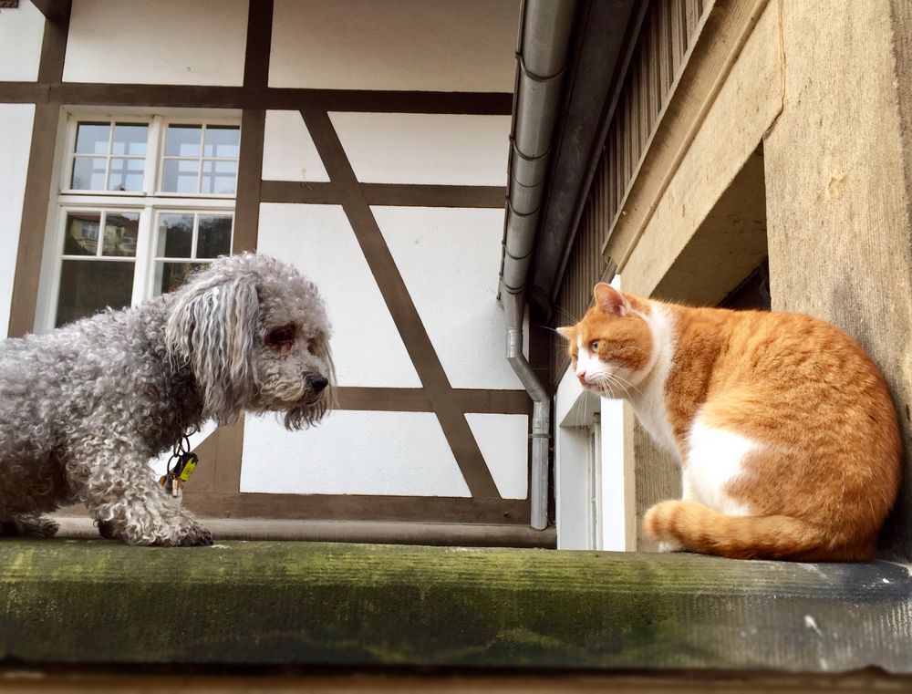 wie Hund und Katz, oder Freunde? Foto &amp; Bild hunde, natur, tiere