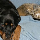 Wie Hund und Katze