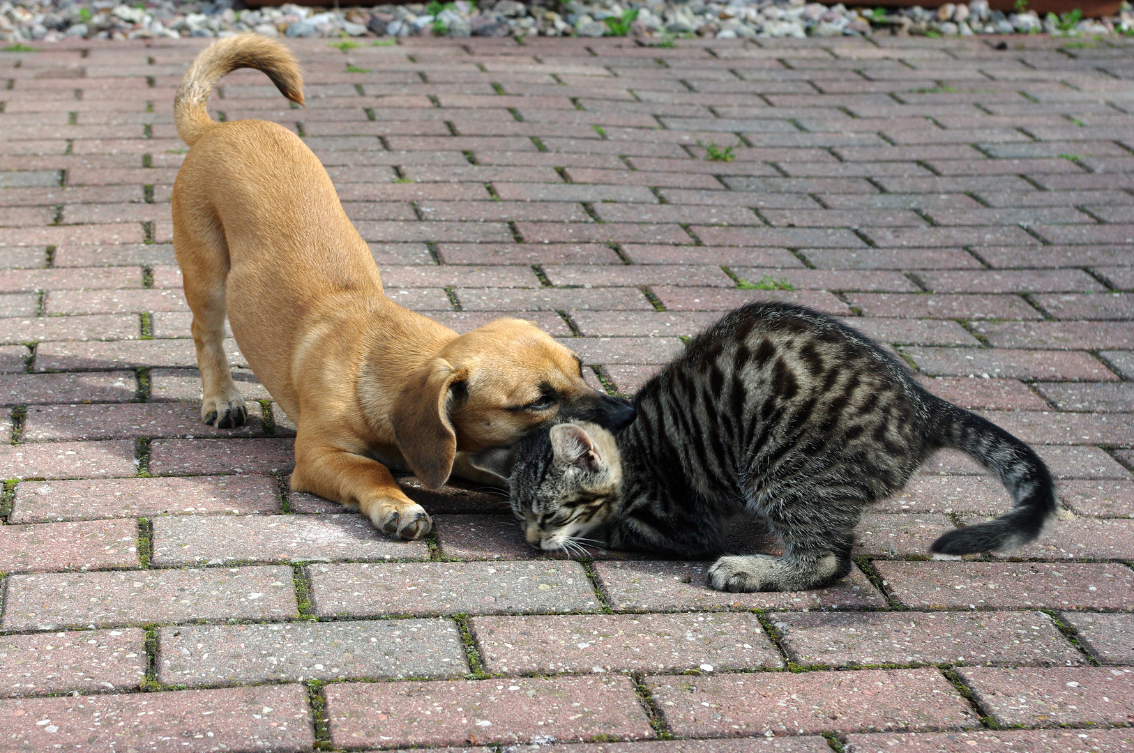 Wie Hund und Katze Foto &amp; Bild tiere, tierfreundschaften, tierfotos