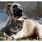 wie Hund und Katze ...