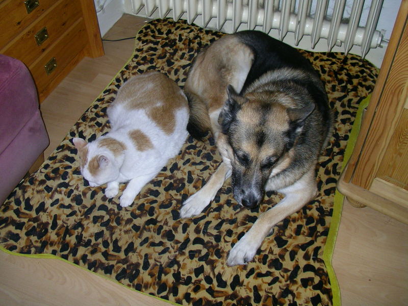 Wie Hund und Katze