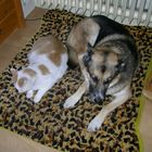 Wie Hund und Katze