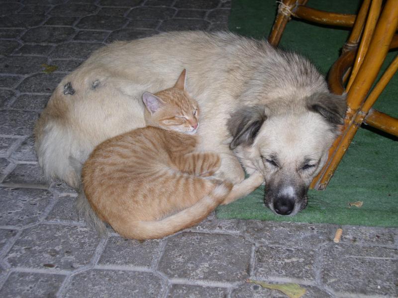 katze hechelt wie hund