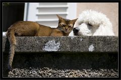 Wie Hund und Katze ...